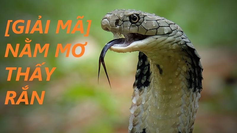 Mơ thấy rắn đánh con gì? Giải mã giấc mơ thấy rắn tại xổ số OK9 6 mơ thấy rắn